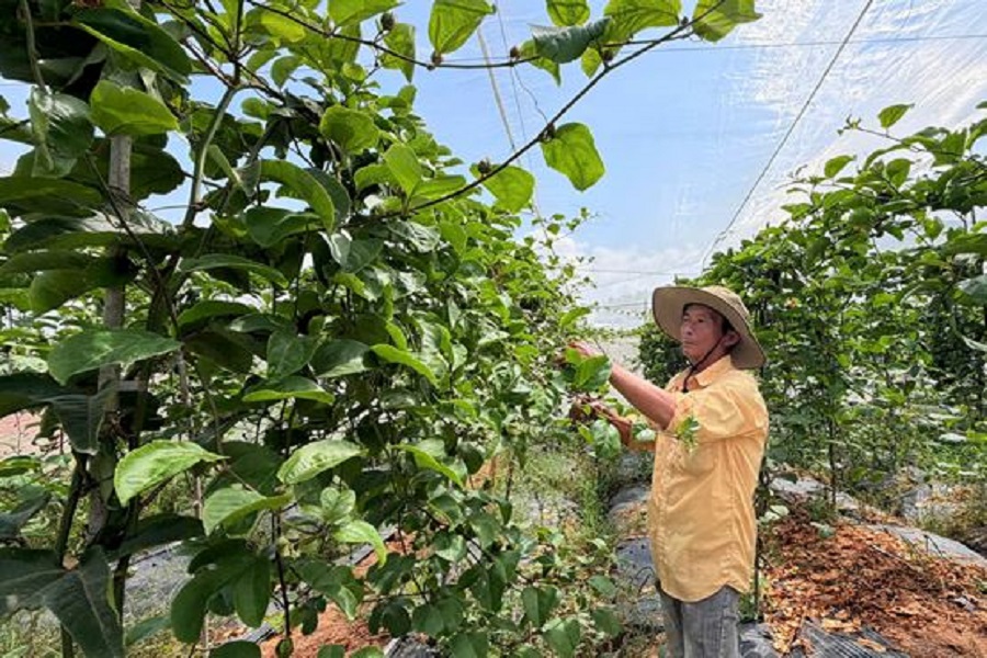 Ông Hồ Đức chăm sóc vườn chanh dây chuẩn bị cho thu hoạch tại xã D’ran, tỉnh Lâm Đồng. Ảnh: P.H. Ông Hồ Đức chăm sóc vườn chanh dây chuẩn bị cho thu hoạch tại xã D’ran, tỉnh Lâm Đồng. Ảnh: P.H.
