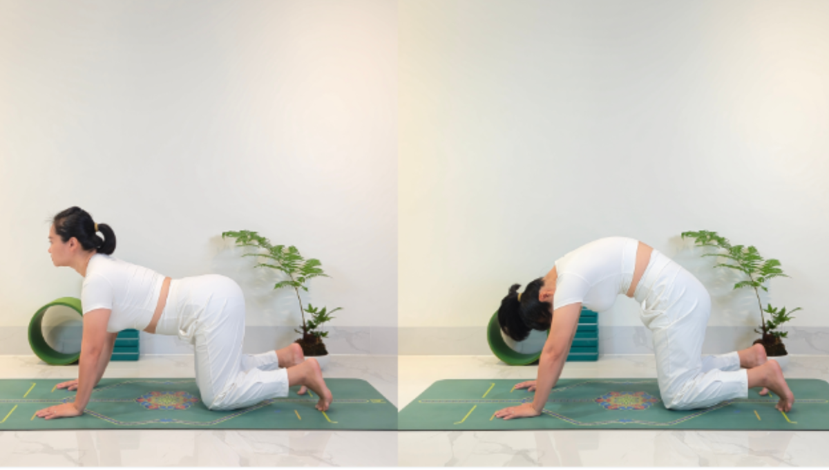 Tư thế b&ograve; v&agrave; m&egrave;o gi&uacute;p giảm đau lưng do tho&aacute;t vị đĩa đệm hiệu quả