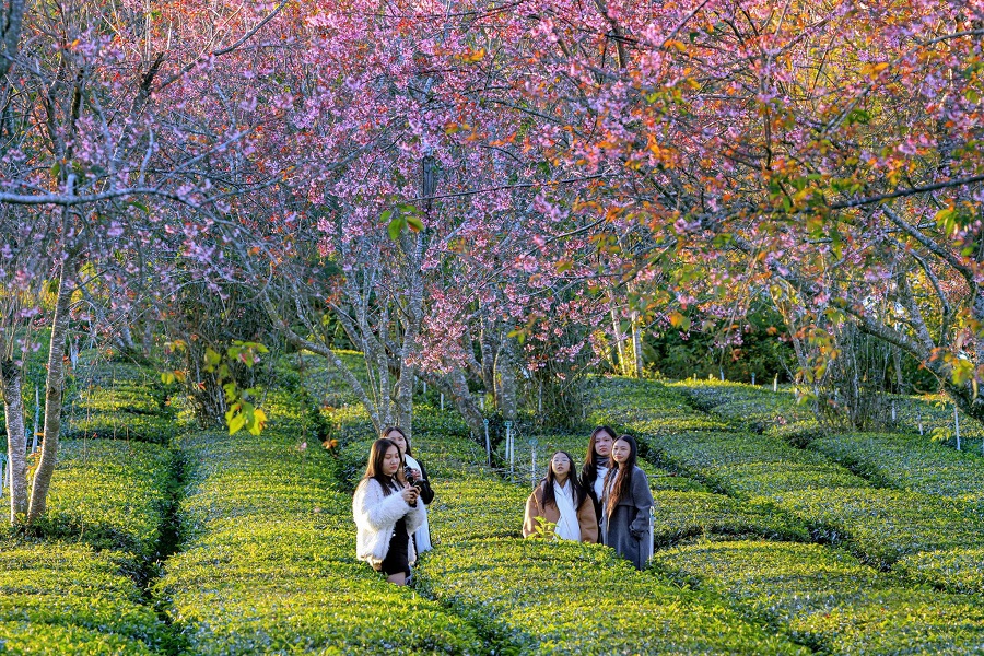 V&ugrave;ng đất Xu&acirc;n Trường - Đ&agrave; Lạt lu&ocirc;n thu h&uacute;t lượng kh&aacute;ch du lịch trong nước, kh&aacute;ch quốc tế. Ảnh: Nguyệt Thu