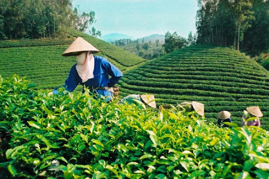 Ngành trà Việt muốn tăng biên lợi nhuận phải đi bằng “con đường SPS” và chế biến sâu