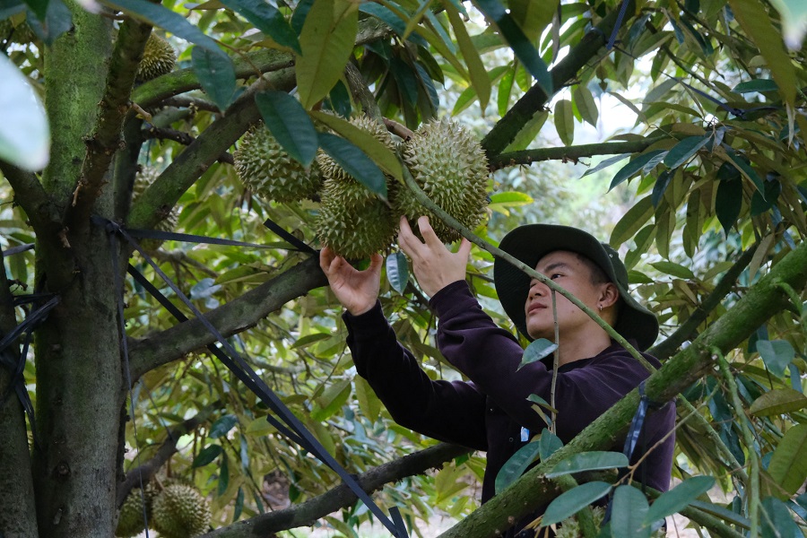 Ng&agrave;nh n&ocirc;ng nghiệp tỉnh L&acirc;m Đồng tăng cường kiểm tra, gi&aacute;m s&aacute;t nhằm ngăn chặn t&igrave;nh trạng mượn hoặc giả mạo m&atilde; số v&ugrave;ng trồng trong hoạt động xuất khẩu.