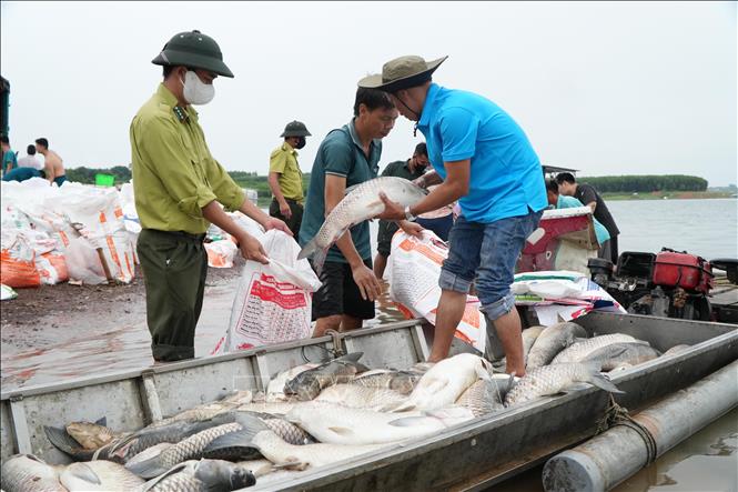 Hơn 100 tấn cá chết bất thường trên hồ Trị An, cơ quan chức năng vào cuộc