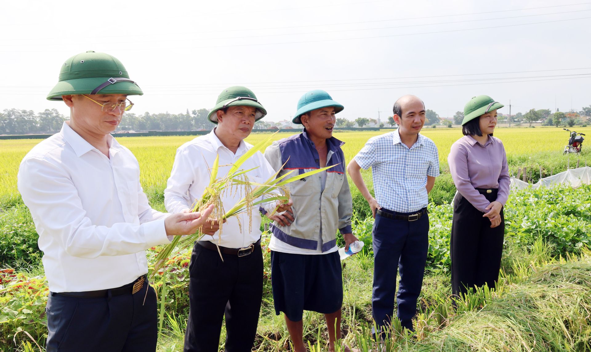 Đồng ch&iacute; Nguyễn B&aacute; Qu&acirc;n, B&iacute; thư Đảng ủy phường (thứ 2 b&ecirc;n tr&aacute;i qua), đồng ch&iacute; L&ecirc; Xu&acirc;n Hồng, Chủ tịch UBND phường (ngo&agrave;i c&ugrave;ng ben tr&aacute;i) kiểm tra tiến độ thu hoạch l&uacute;a xu&acirc;n năm 2026.