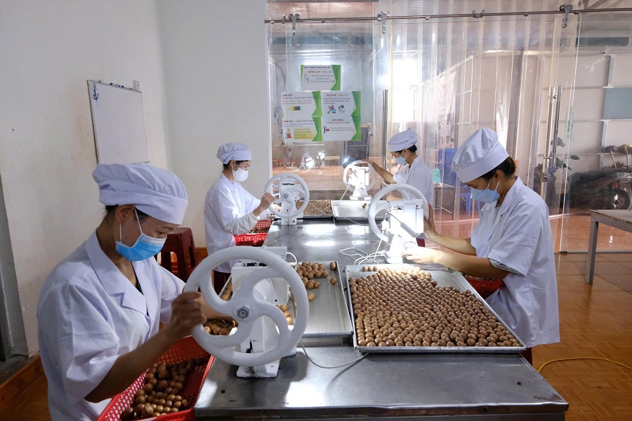 Doanh nghiệp tỉnh L&acirc;m Đồng đẩy mạnh ph&aacute;t triển chế biến s&acirc;u c&aacute;c sản phẩm từ mắc ca.