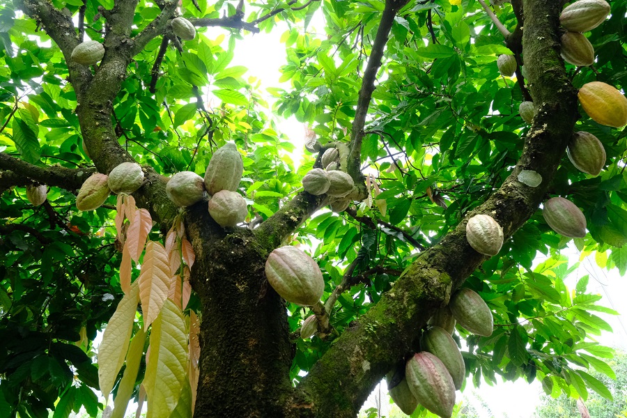 M&ocirc; h&igrave;nh ph&aacute;t triển ca cao phục vụ cho chế biến tại c&aacute;c x&atilde; ph&iacute;a Nam L&acirc;m Đồng đang được người d&acirc;n nh&acirc;n rộng.