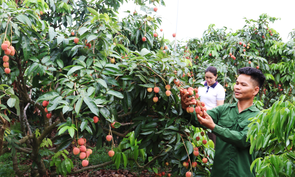 Người d&acirc;n x&atilde; Nam Dương thu hoạch vải ch&iacute;n sớm.