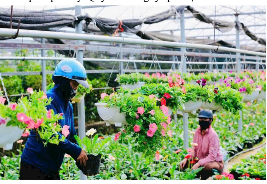 Quỹ Khuyến nông Hà Nội: Đòn bẩy tài chính thúc đẩy phát triển nông nghiệp quy mô lớn