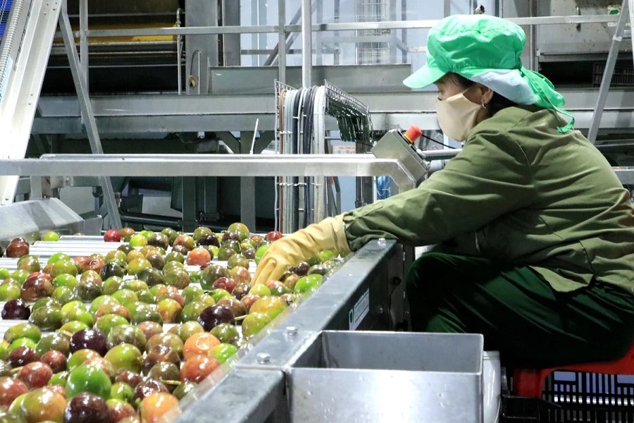 Xử l&yacute; chanh d&acirc;y trước khi đưa v&agrave;o chế biến ở nh&agrave; m&aacute;y của Trường Ho&agrave;ng L&acirc;m Đồng. Ảnh: Sơn Trang.