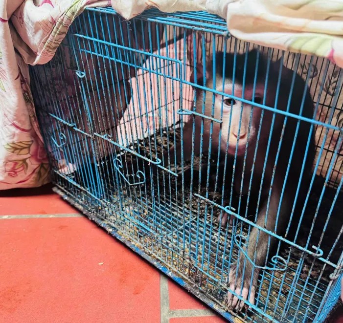 C&aacute; thể khỉ bị nu&ocirc;i nhốt