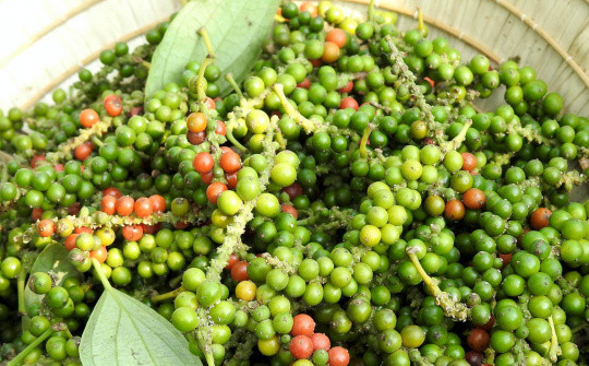 Giá tiêu hôm nay 4/6: Đi ngang, duy trì trong khoảng 136.000 - 139.000 đồng/kg