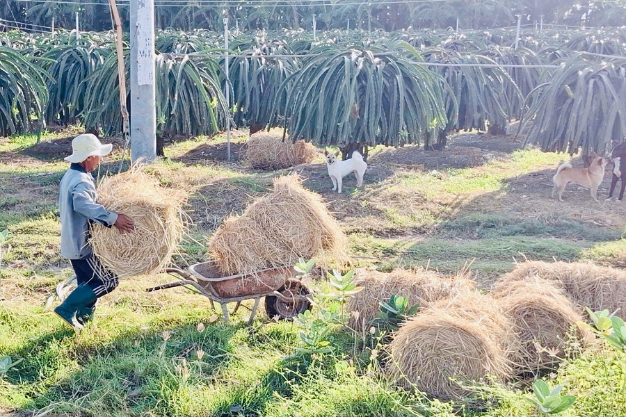 Rơm l&agrave; một loại phụ phẩm n&ocirc;ng nghiệp được sử dụng v&agrave;o nhiều mục đ&iacute;ch trong sản xuất n&ocirc;ng nghiệp hữu cơ. Ảnh: Kiều Hằng