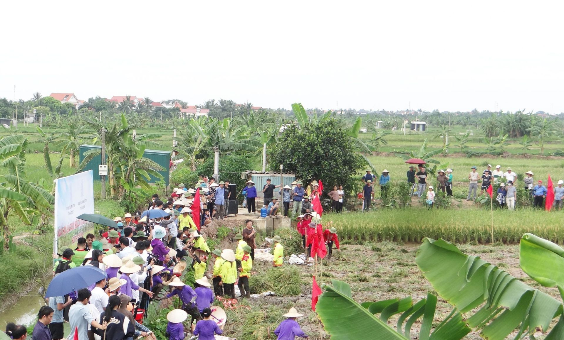 Ngày hội lúa rươi hữu cơ Hải Phòng: Khẳng định giá trị của mô hình nông nghiệp sinh thái đa tầng
