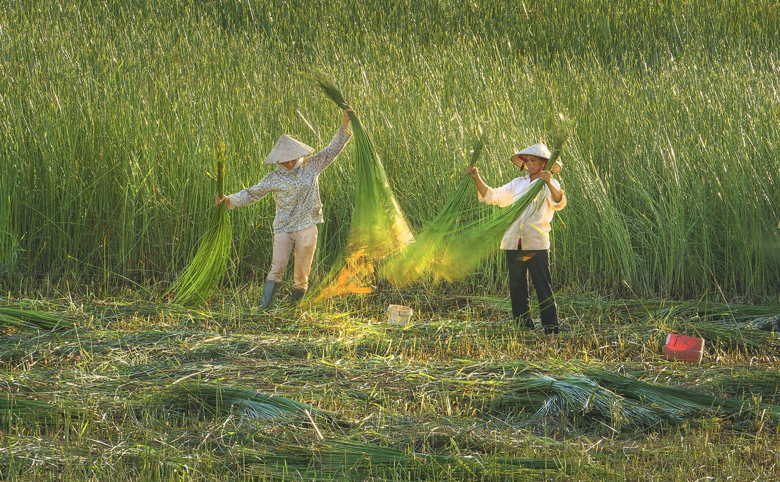Ảnh minh họa (Nguồn: Internet) Ảnh minh họa (Nguồn: Internet)