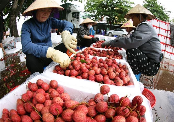 Vải thiều Bắc Ninh tiêu thụ thuận lợi, giữ giá cao từ đầu vụ