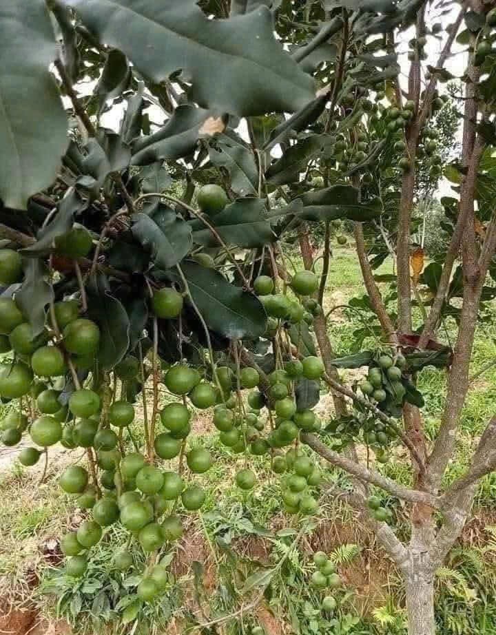 Hiện địa phương c&oacute; 335,7ha ứng dụng n&ocirc;ng nghiệp c&ocirc;ng nghệ cao v&agrave; hơn 604 ha được chứng nhận ti&ecirc;u chuẩn an to&agrave;n thực phẩm, trong đ&oacute; c&oacute; 564 ha đạt VietGAP v&agrave; tr&ecirc;n 40ha sản xuất hữu cơ.