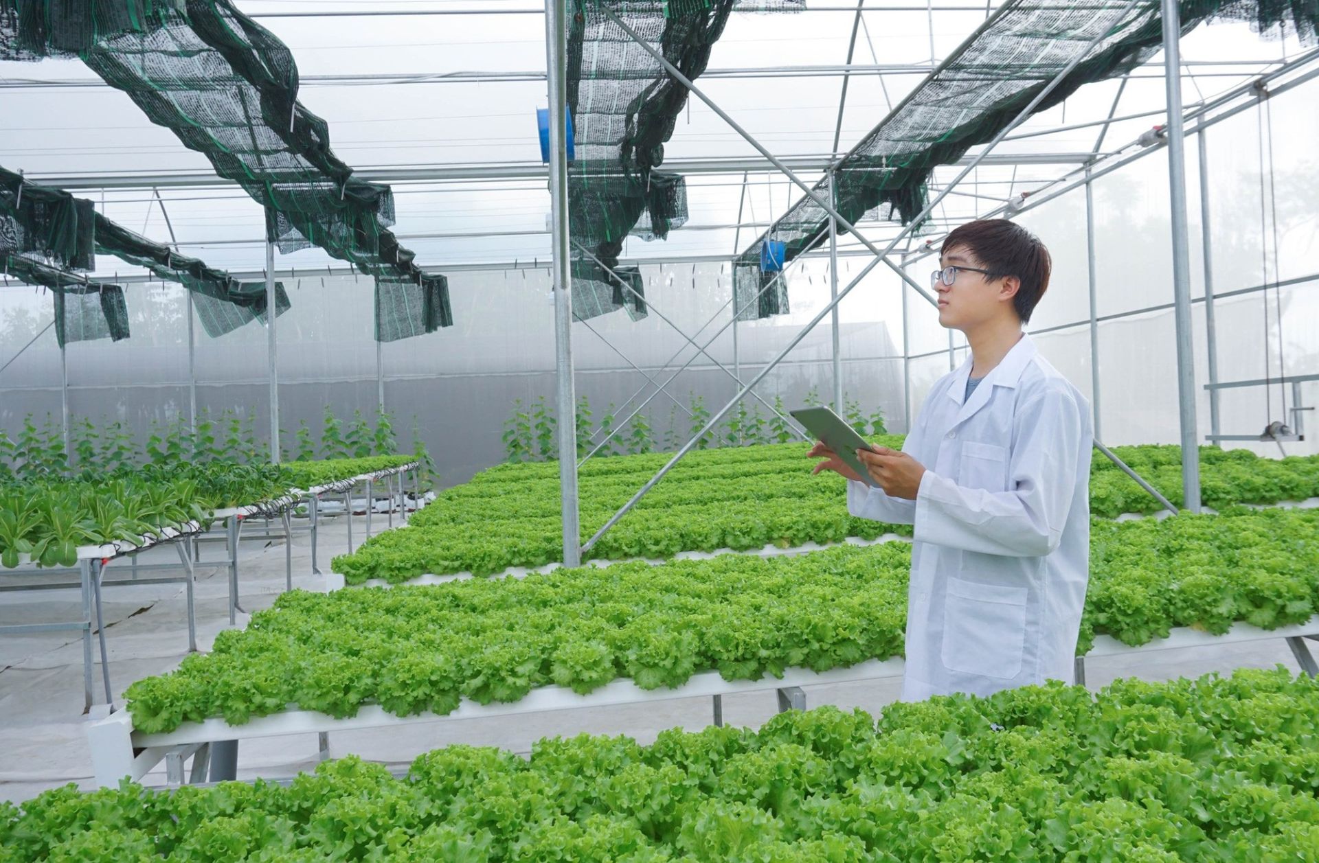 Ti&ecirc;u chuẩn quốc gia về quy tr&igrave;nh sản xuất v&agrave; sơ chế rau an to&agrave;n sẽ được ho&agrave;n thiện v&agrave; tr&igrave;nh c&ocirc;ng bố trong năm 2026. (Ảnh minh họa)