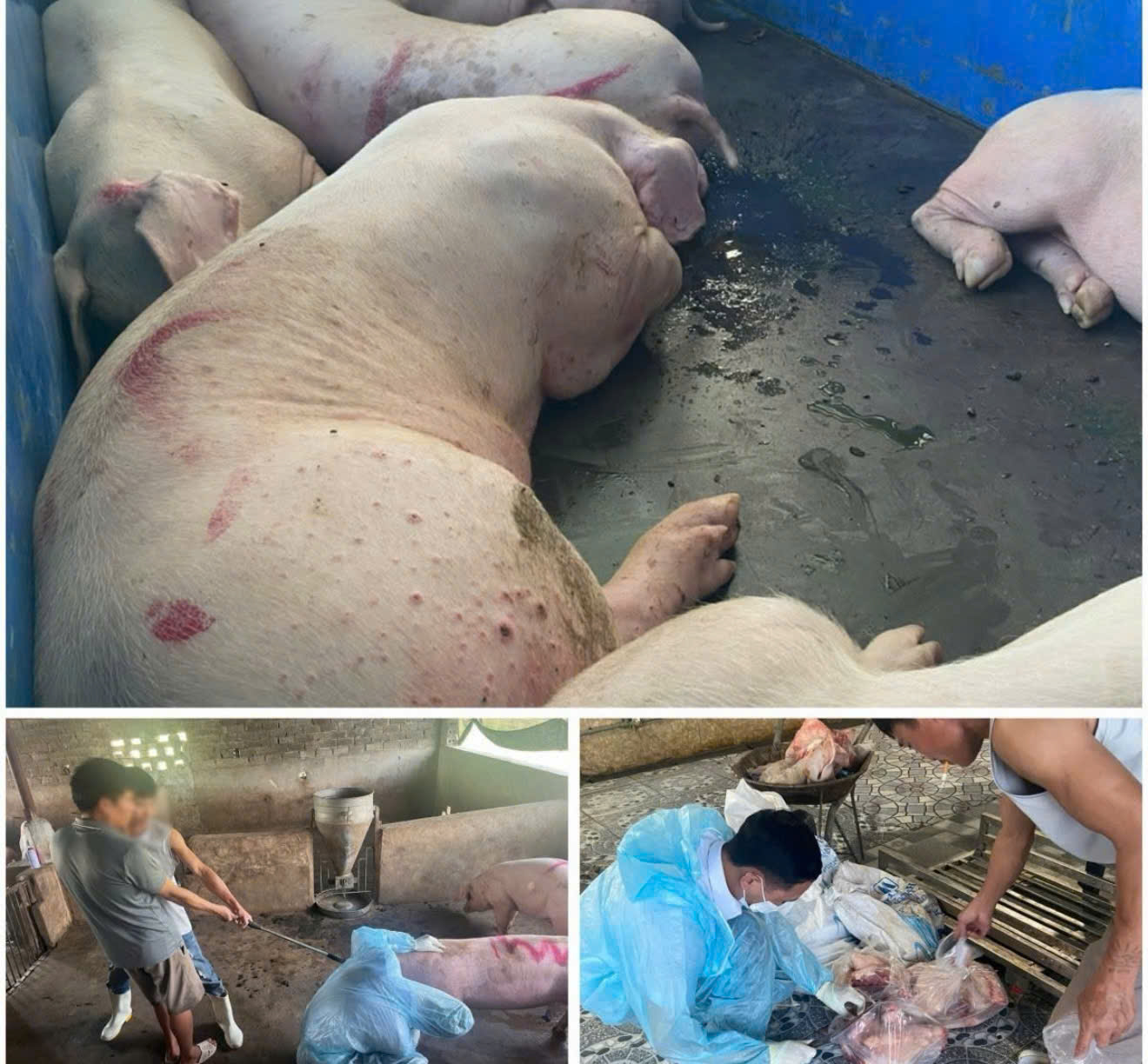 Cơ quan chức năng kiểm tra, phát hiện số lợn nhiễm bệnh liên quan đường dây thu mua, giết mổ và tiêu thụ lợn bệnh. (Ảnh: CACC) Cơ quan chức năng kiểm tra, phát hiện số lợn nhiễm bệnh liên quan đường dây thu mua, giết mổ và tiêu thụ lợn bệnh. (Ảnh: CACC)