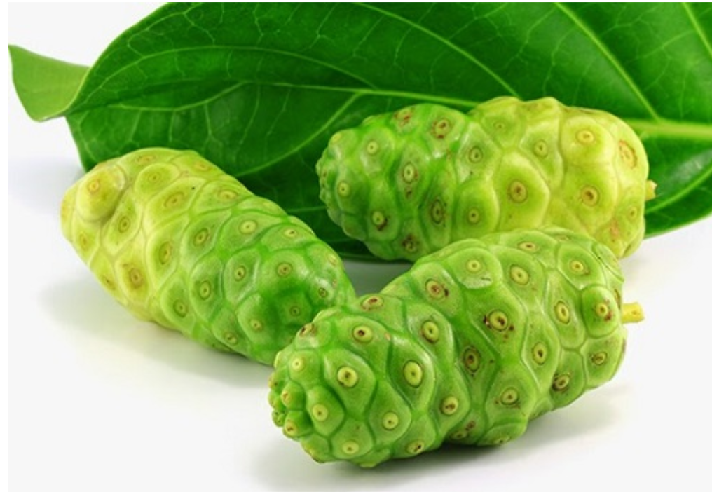 Cao Nhàu giúp giảm tình trạng ngứa do mề đay, dị ứng Cao Nhàu giúp giảm tình trạng ngứa do mề đay, dị ứng