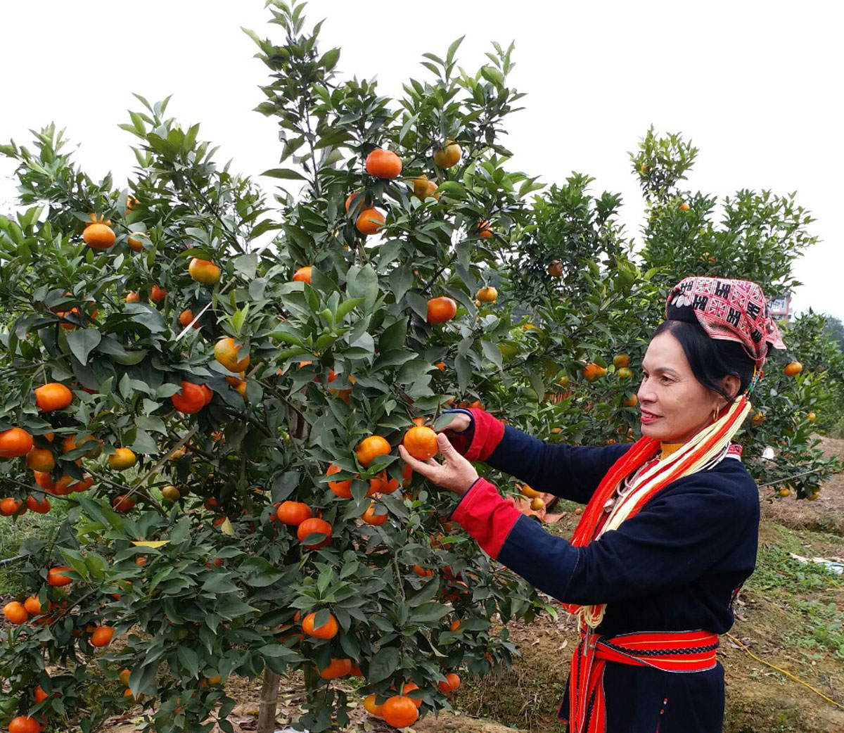 Bắc Ninh: Triển khai hiệu quả chính sách hỗ trợ đất đai đối với đồng bào dân tộc thiểu số