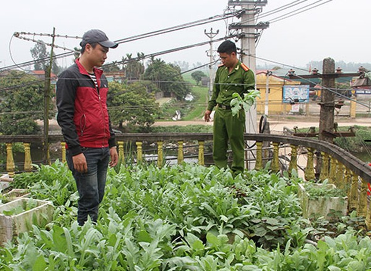 Hưng Yên phát hiện hệ thống trồng cần sa quy mô lớn trong phòng ngủ