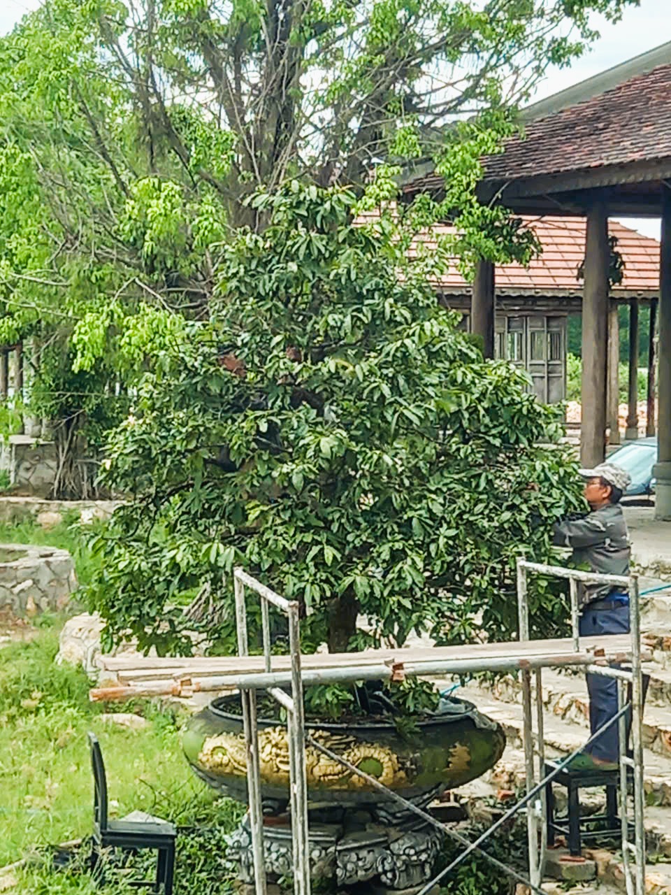 Thợ đang chăm sóc Hoàng mai xứ Huế Thợ đang chăm sóc Hoàng mai xứ Huế