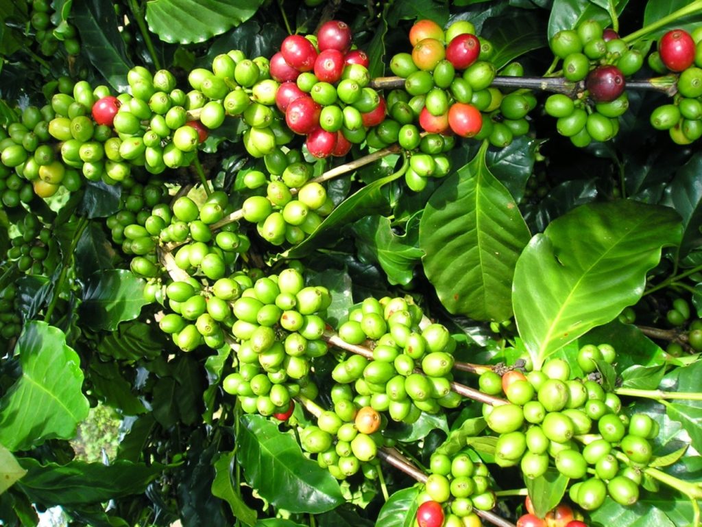 Giá cà phê hôm nay 12/6: Tăng 500 - 600 đồng/kg