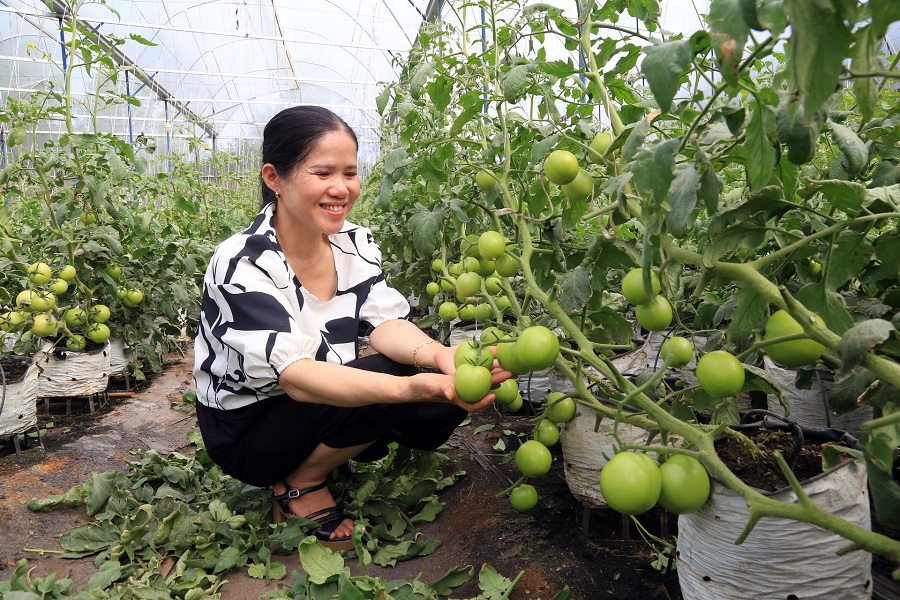 Bà Nguyễn Thị Ngọc Sen - Giám đốc HTX sản xuất và thu mua nông sản ở phường Bắc Gia Nghĩa đã mạnh dạn đầu tư nhà kính trồng cà chua Bà Nguyễn Thị Ngọc Sen - Giám đốc HTX sản xuất và thu mua nông sản ở phường Bắc Gia Nghĩa đã mạnh dạn đầu tư nhà kính trồng cà chua
