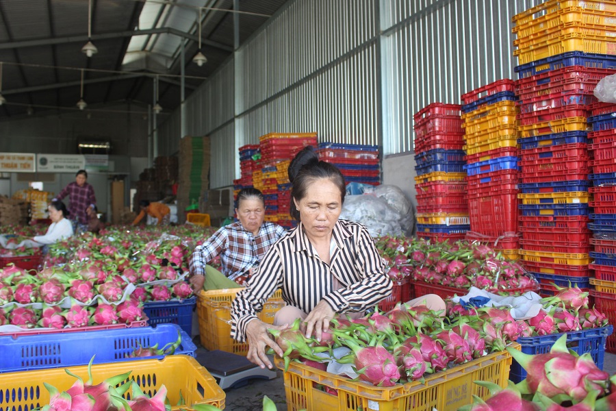 Đóng gói thanh long xuất khẩu tại HTX thanh long Thuận Tiến ở xã Hàm Liêm. Đóng gói thanh long xuất khẩu tại HTX thanh long Thuận Tiến ở xã Hàm Liêm.