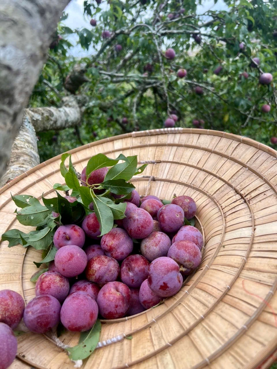 Vườn m&acirc;̣n đ&ocirc;̣c đáo của &ocirc;ng Phú đón khách tham quan, trải nghi&ecirc;̣m hái m&acirc;̣n và thưởng thức ngay tại vườn.