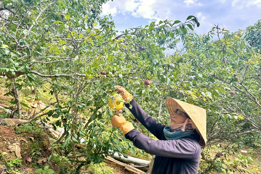 Để đảm bảo chất lượng tr&aacute;i, khu vườn được chăm s&oacute;c theo hướng tự nhi&ecirc;n, hạn chế tối đa việc sử dụng thuốc bảo vệ thực vật.