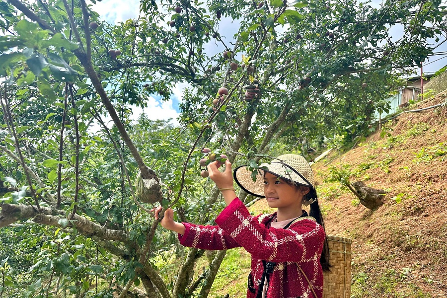 Vườn m&acirc;̣n tam hoa ghép tr&ecirc;n g&ocirc;́c đào l&ocirc;ng Đà Lạt của gia đình &ocirc;ng Phú sinh trưởng t&ocirc;́t và cho trái giòn ngọt, chua nhẹ.