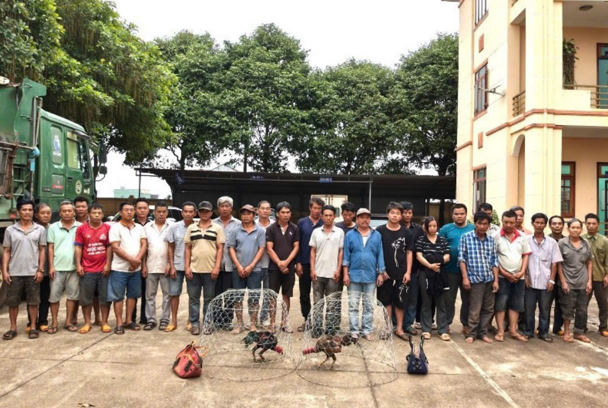Triệt xóa sới đá gà quy mô lớn ở Gia Lai, bắt quả tang 31 người tham gia cá cược