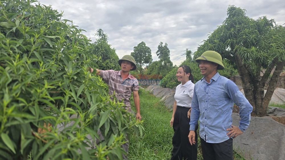 Xã Quảng Oai (Hà Nội): Phát triển nghề đào, quất cảnh hướng tới chuẩn hóa sản phẩm OCOP