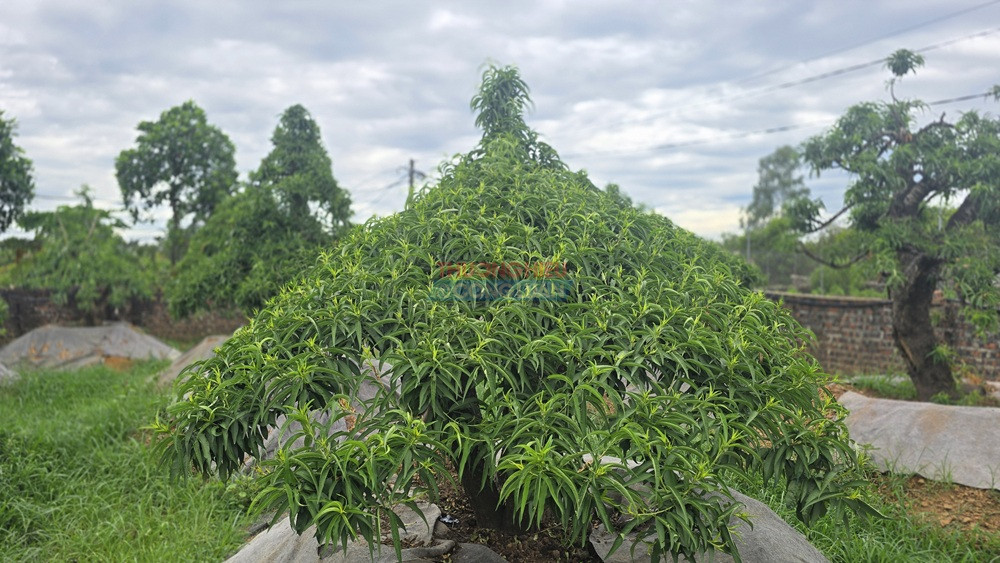 Người dân Quảng Oai chủ động ứng dụng kỹ thuật chăm sóc, tạo thế cây nhằm nâng cao chất lượng đào, quất cảnh phục vụ thị trường Tết. Người dân Quảng Oai chủ động ứng dụng kỹ thuật chăm sóc, tạo thế cây nhằm nâng cao chất lượng đào, quất cảnh phục vụ thị trường Tết.