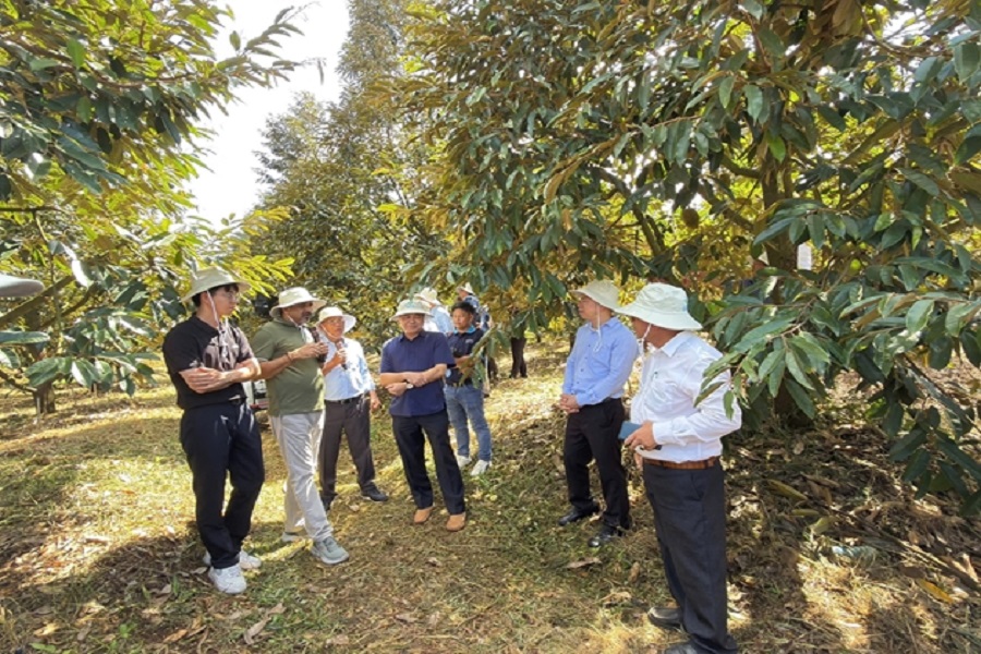 C&aacute;c đại biểu trao đổi tại vườn sầu ri&ecirc;ng v&agrave; c&agrave; ph&ecirc; của Viện Khoa học Kỹ thuật N&ocirc;ng L&acirc;m nghiệp T&acirc;y Nguy&ecirc;n.