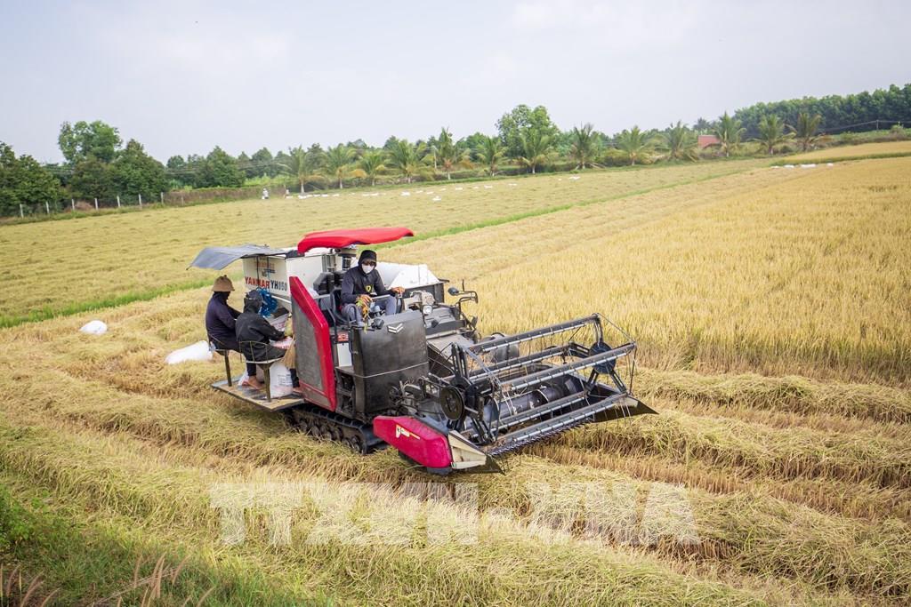 Giá lúa gạo hôm nay 5/7: Lúa tươi đảo chiều tăng, gạo xuất khẩu đi ngang