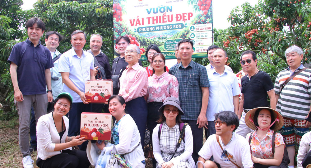 Đoàn doanh nghiệp Nhật Bản chụp ảnh lưu niệm tại vườn vải đẹp của gia đình ông Đỗ Văn Sinh, tổ dân phố Phi Lễ, phường Phượng Sơn. Đoàn doanh nghiệp Nhật Bản chụp ảnh lưu niệm tại vườn vải đẹp của gia đình ông Đỗ Văn Sinh, tổ dân phố Phi Lễ, phường Phượng Sơn.