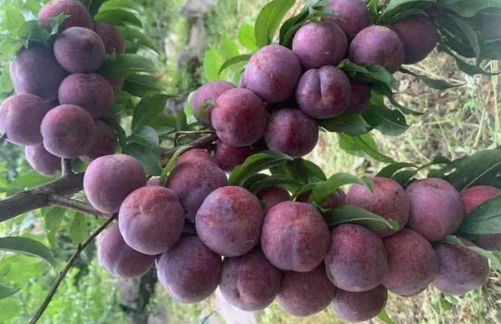 Phường Trung Tâm (Lào Cai) sẵn sàng cho Lễ hội “Hoa trái bốn mùa - Trải nghiệm và kết nối” năm 2026
