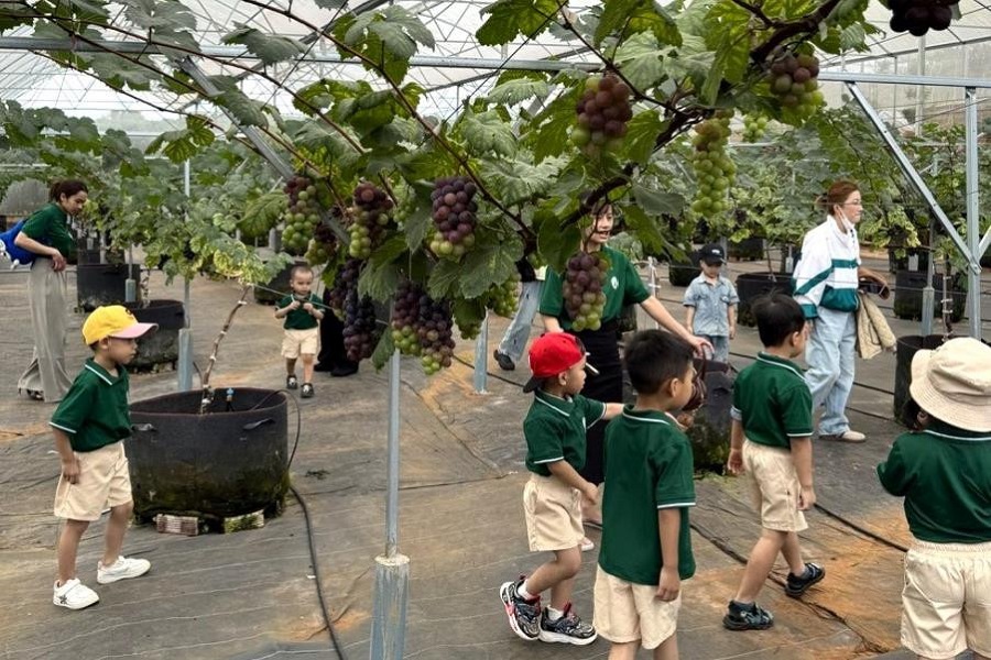 Nông trại nho đen Nhật ở xã Hiệp Thạnh tiếp tục mở rộng diện tích đáp ứng nhu cầu tham quan, trải nghiệm của nhiều đối tượng du khách. Nông trại nho đen Nhật ở xã Hiệp Thạnh tiếp tục mở rộng diện tích đáp ứng nhu cầu tham quan, trải nghiệm của nhiều đối tượng du khách.