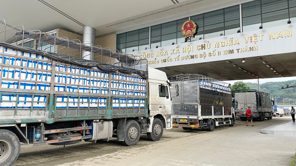 Cửa khẩu II Kim Thành: Làm thủ tục thông quan cho gần 1.500 xe vải xuất khẩu