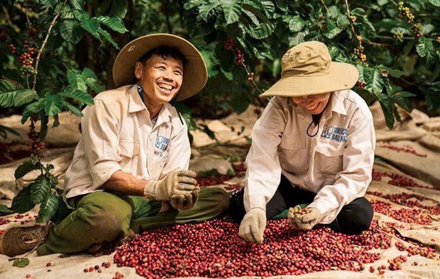 Cà phê Việt mở rộng cánh cửa vào thị trường Trung Quốc
