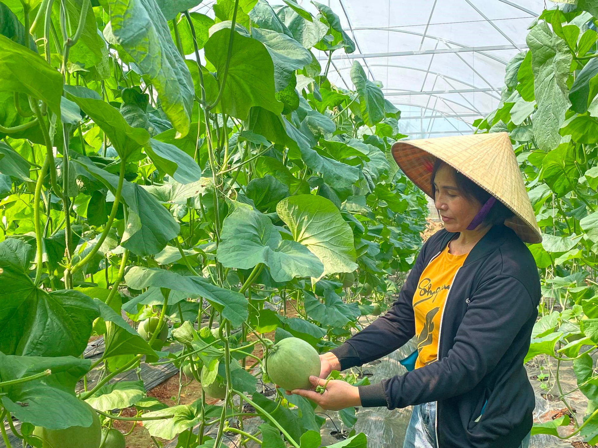 Bảo hộ giống cây trồng: Tấm “hộ chiếu” mới cho nông sản Việt vươn ra thế giới