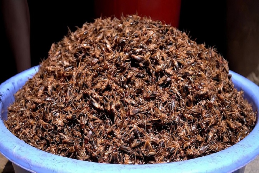 Dế thương phẩm được bán làm mồi câu và chế biến làm món ăn “đặc sản”. Dế thương phẩm được bán làm mồi câu và chế biến làm món ăn “đặc sản”.