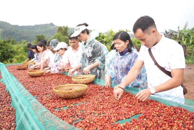 Cà phê Khe Sanh từ lâu đã trở thành thương hiệu nông sản đặc trưng của các địa phương phía Tây tỉnh Quảng Trị. Cà phê Khe Sanh từ lâu đã trở thành thương hiệu nông sản đặc trưng của các địa phương phía Tây tỉnh Quảng Trị.