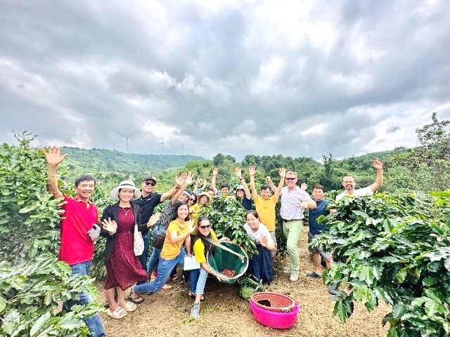 Du lịch tham quan cây cà phê Khe Sanh. Du lịch tham quan cây cà phê Khe Sanh.