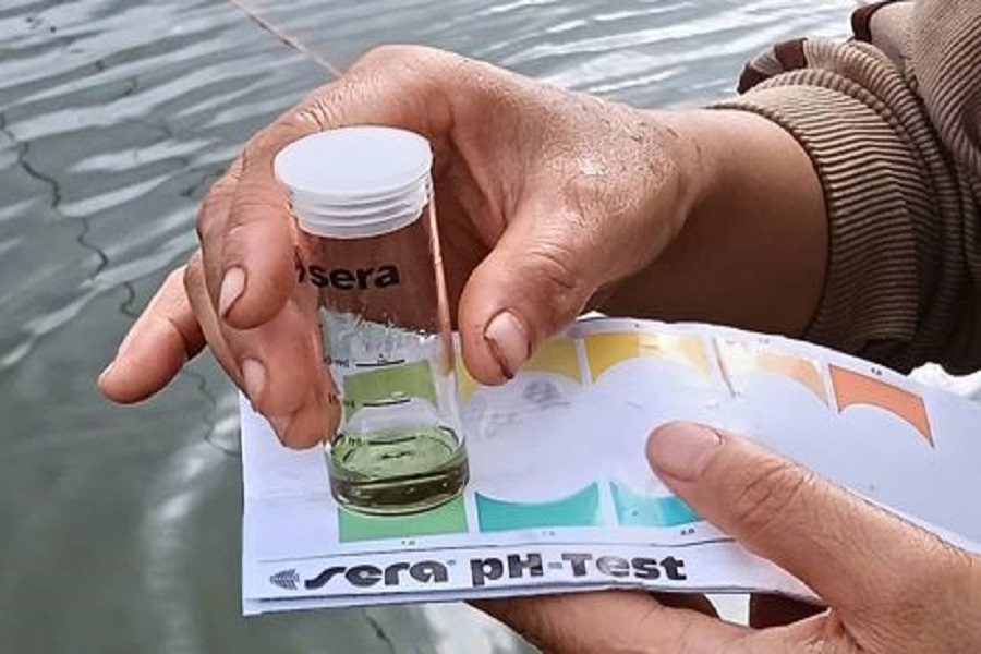 Cần kiểm tra ngay các yếu tố môi trường, đặc biệt là pH và oxy hòa tan, Test pH môi trường nuôi. Ảnh: P.H. Cần kiểm tra ngay các yếu tố môi trường, đặc biệt là pH và oxy hòa tan, Test pH môi trường nuôi. Ảnh: P.H.