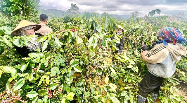100 năm cà phê Khe Sanh: Từ chiến trường bom đạn đến thương hiệu hương vị hòa bình