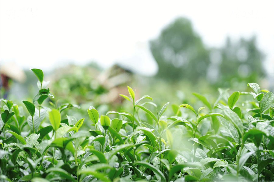 Những vườn chè được trồng với quy trình an toàn, theo hướng hữu cơ, VietGAP tại các vùng nông thôn. Những vườn chè được trồng với quy trình an toàn, theo hướng hữu cơ, VietGAP tại các vùng nông thôn.