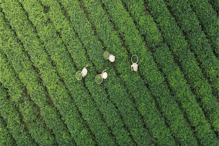 Toàn cảnh vùng chè Lâm Đồng xanh bạt ngàn, tạo nên không gian sinh thái đặc trưng ở các xã nông thôn mới Toàn cảnh vùng chè Lâm Đồng xanh bạt ngàn, tạo nên không gian sinh thái đặc trưng ở các xã nông thôn mới