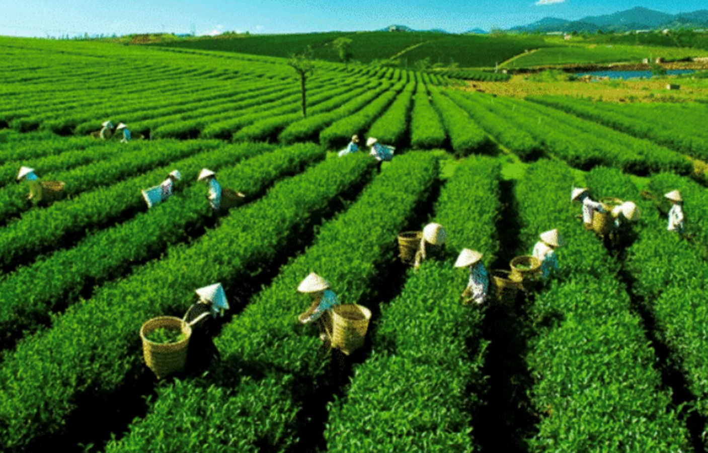 Ngành chè dịch chuyển thị trường xuất khẩu, tập trung giải bài toán chế biến sâu
